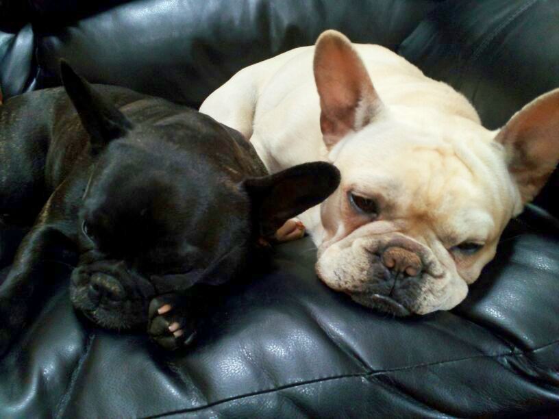 Benedict Family Frenchies, Bulldogs, and Great Danes: About French Bulldogs