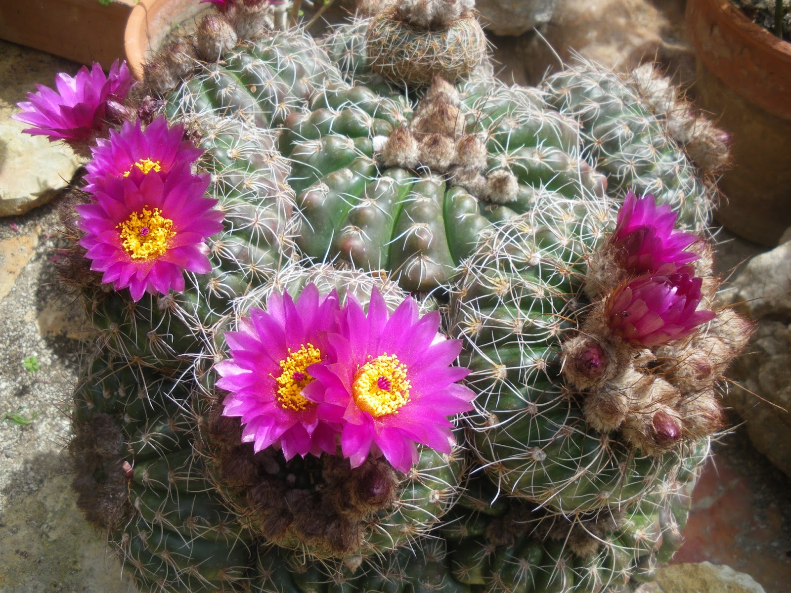 Itinerari di vita La passione per i fiori di cactus Itinerari di vita La passione per i fiori di cactus