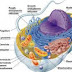 Sel (Cells), Pengertian dan Perkembangan Sel, 