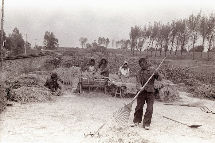 Jinan, Queshandongcun, moissons, riz, © L. Gigout, 1990