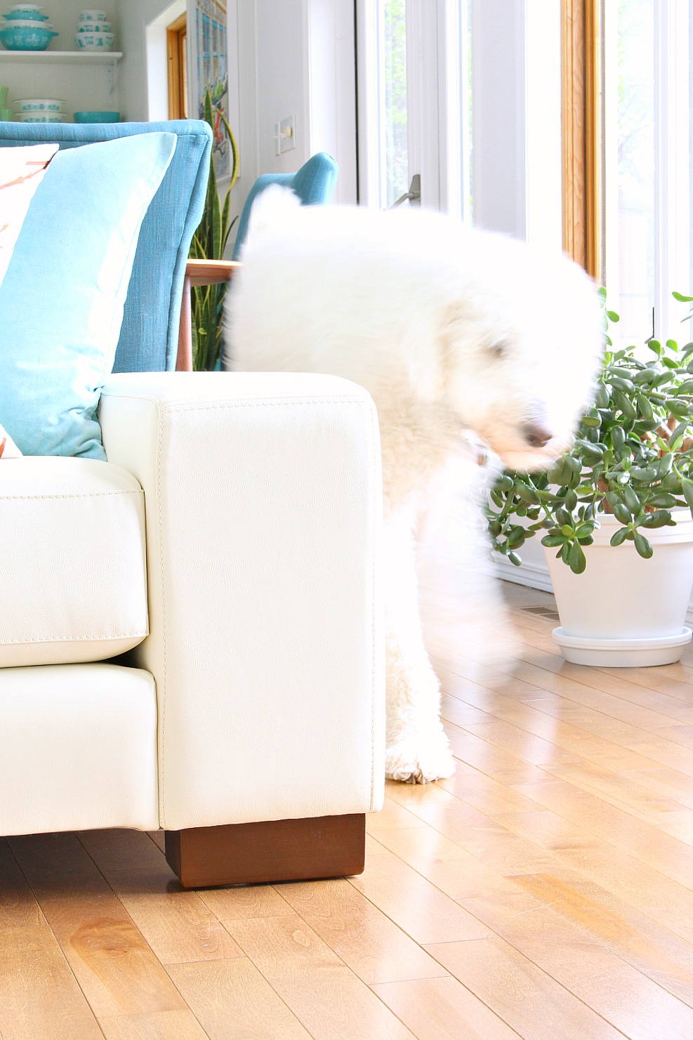 Full Grown Komondor with Short Hair Full Grown Komondor with Short Hair