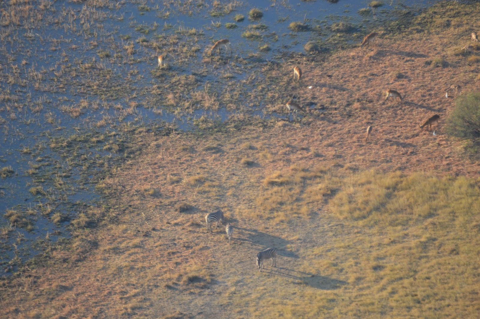 Día 3: De Ghanzi a Maun y Sobrevuelo por el Delta del Okavango - Botswana y Cataratas Victoria. Viaje por libre de 19 dias (6)