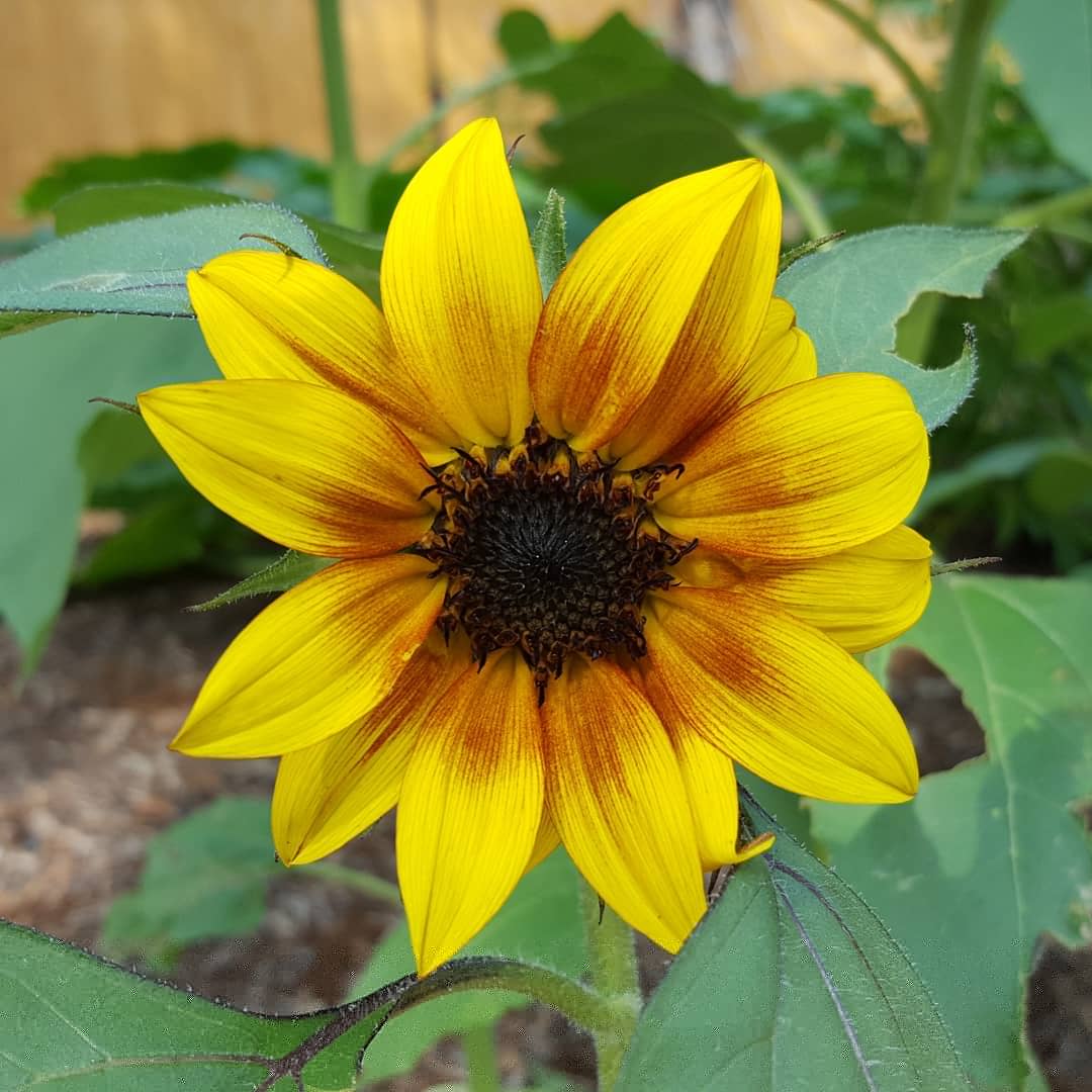 Ask The Plant Chick Bud, Bloom, Seeds The Evolution of a Sunflower