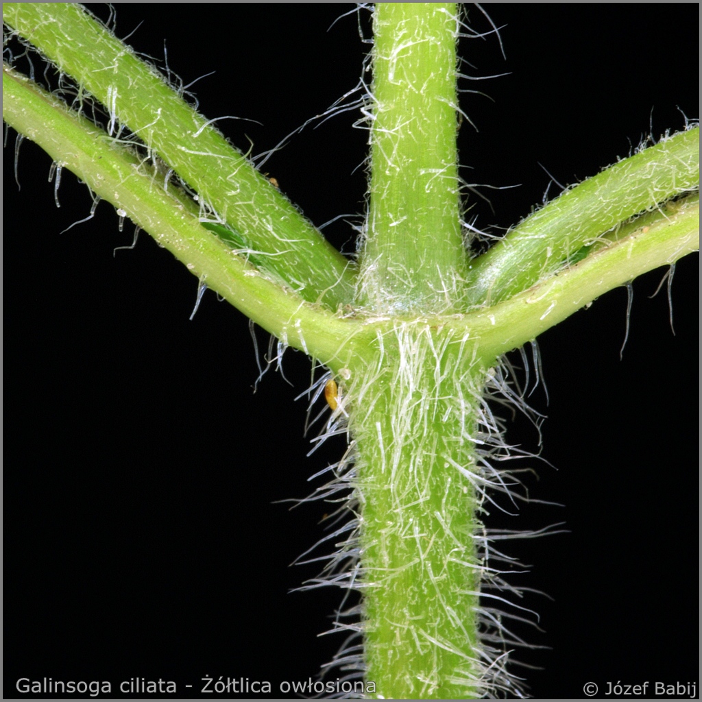 Galinsoga ciliata   stalk    - Żółtlica owłosiona łodyga  