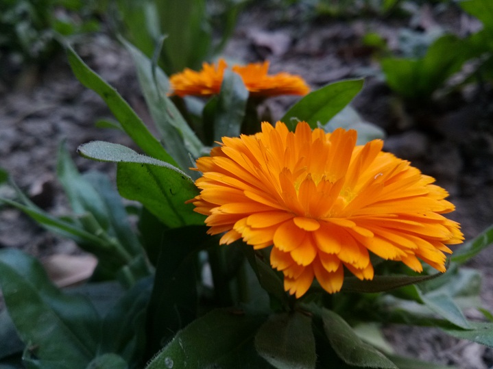 Primo X4 Pro review Camera Sample