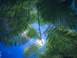 Bottom View Fresh Ornamental Plant Trees With Small Leaves With The Sky On A Sunny Day