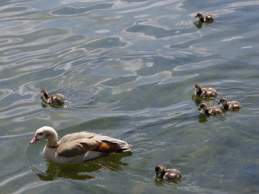 kensington swan boats kensington gardens and hyde park birds kensington swan boats kensington gardens and hyde park birds