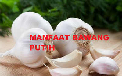 bawang putih adalah bawang yang memiliki khasiat yang luar bisa