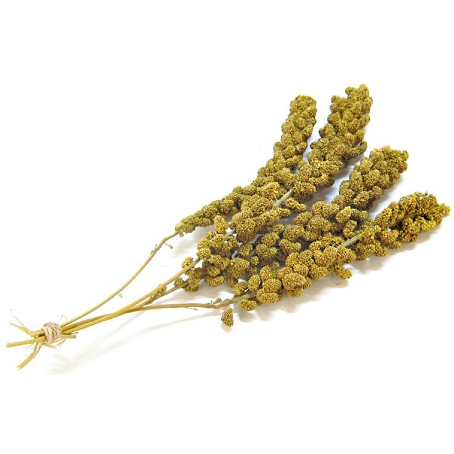 Bird In Everything Bird Millet