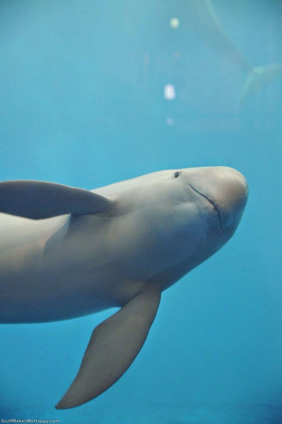 Dolphin or porpoise 2 (Photo by kuriboh)