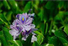 Water Hyacinth, Florida