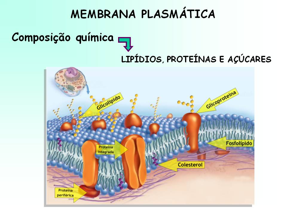 Uma Das Propriedades Da Membrana Plasmatica é O Controle