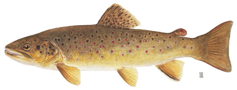 Learn about Brown Trout