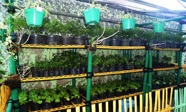 Pengertian Apotek Hidup, Tujuan, Jenis Tanaman dan Cara