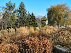 Toronto Music Garden perennials winter structure  Courante section by garden muses-a Toronto gardening blog
