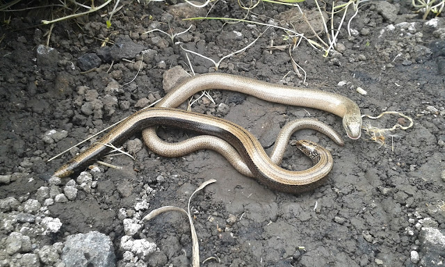 slow worm