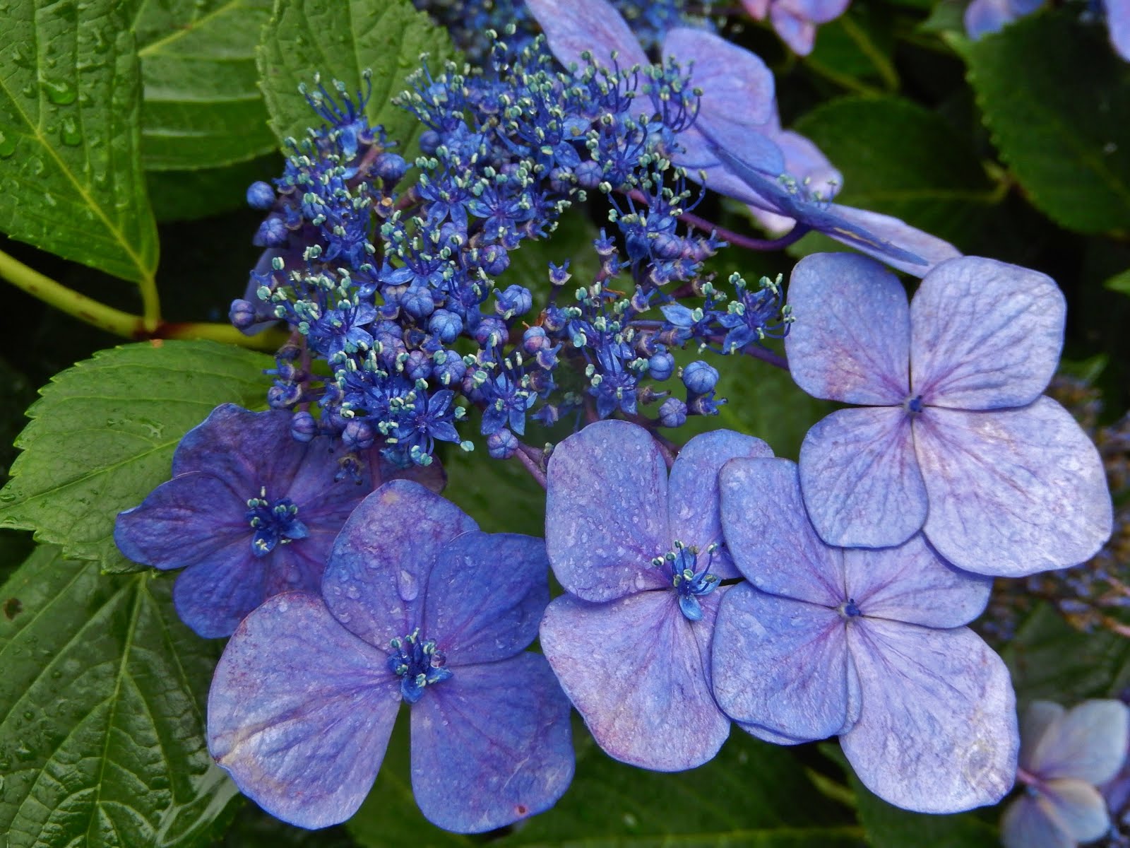 Pinterest Octwilight Flower Aesthetic Beautiful Flowers