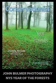 The Year of The Forests