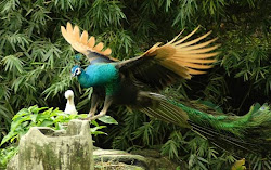 peacock flying birds peacocks pavo ranch things amazing fly broodmare hint invent wish would flight peafowl tj entertainment con horse