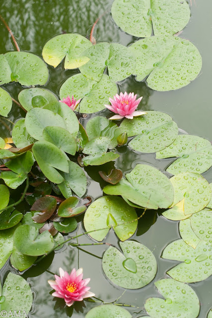 Nymphaea