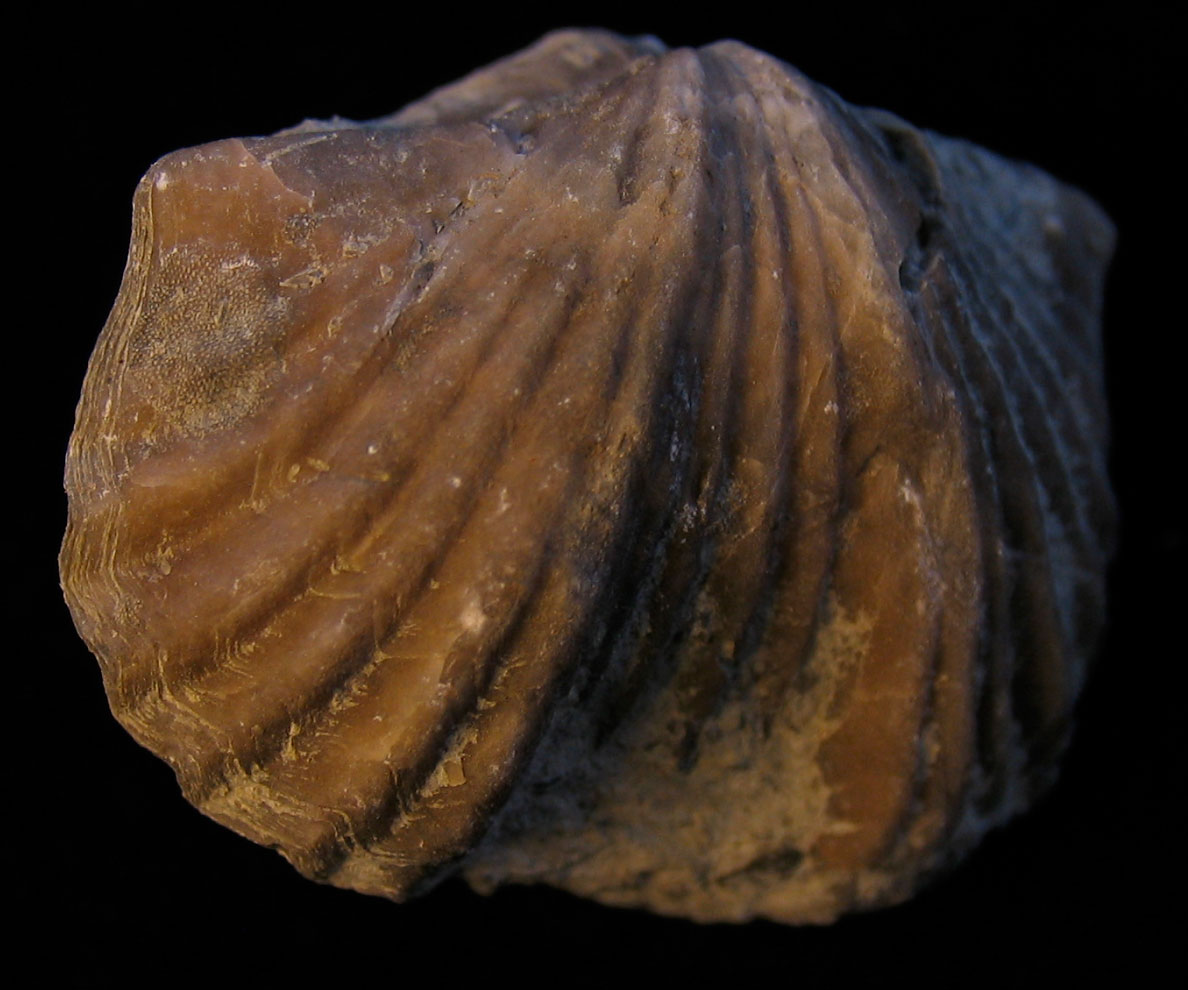 Louisville Fossils and Beyond OrdovicianSilurianDevonian Brachiopods