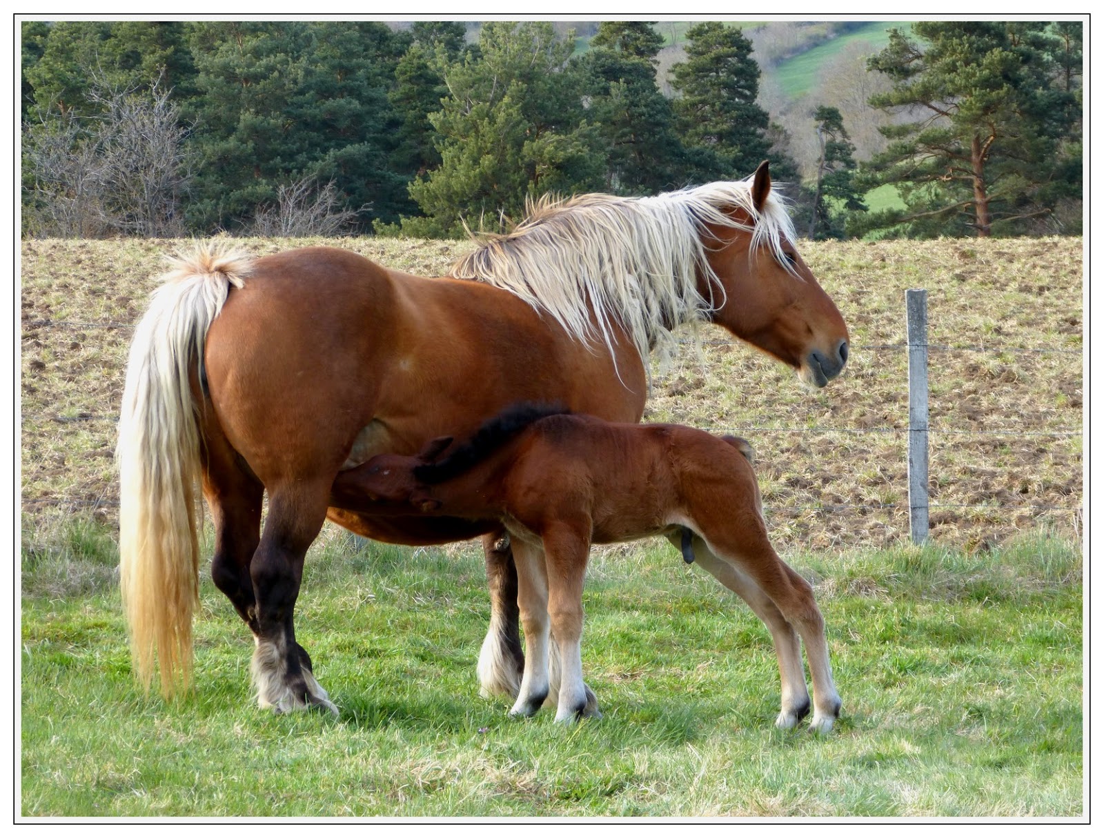 J Ai Envie De Partager Avec Vous Mots Photos Musique Et Tout Ce Qui Fait Vibrer Mon Ame La Jument Et Son Petit Poulain