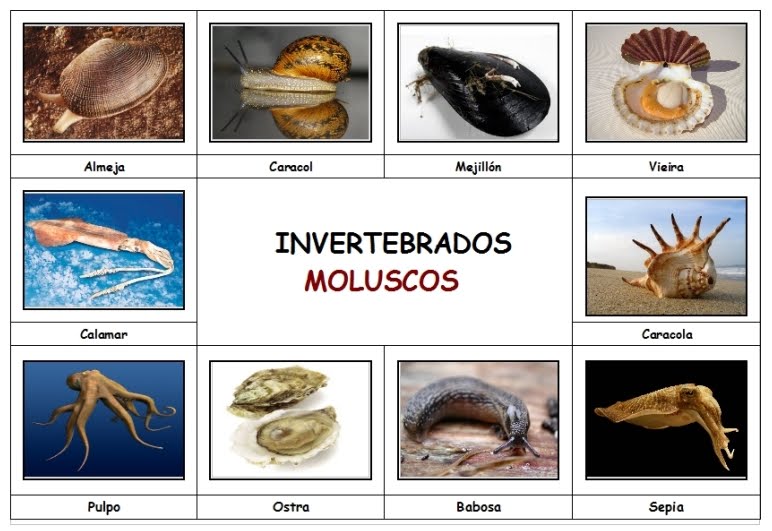 BLOG EDUCATIVO: ANIMALES INVERTEBRADOS