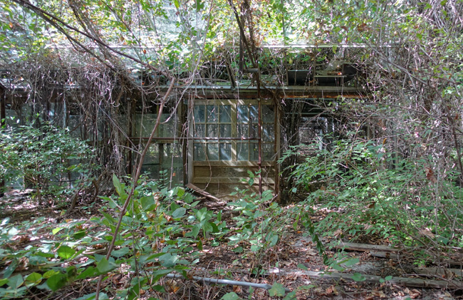 Nature reclaims abandoned Otto's Greenhouse in Huron, Ohio