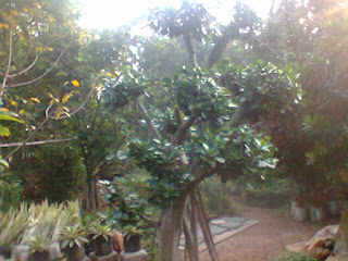 http://tukangtamankaryaalam.blogspot.com/2015/09/pohon-bonsai-taman-pohon-bonsai.html http://tukangtamankaryaalam.blogspot.com/2015/09/pohon-bonsai-taman-pohon-bonsai.html