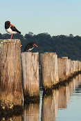 Pied Oyster Catchers line up
