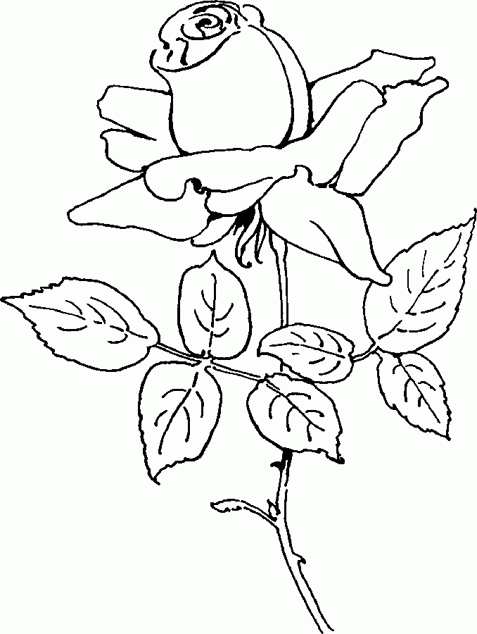 Desenho De Rosas Para Imprimir