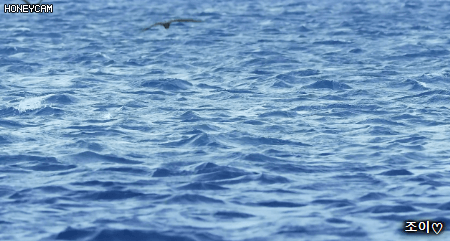 어린 갈매기를 잡아먹는 무명갈전갱이.gif | 인스티즈