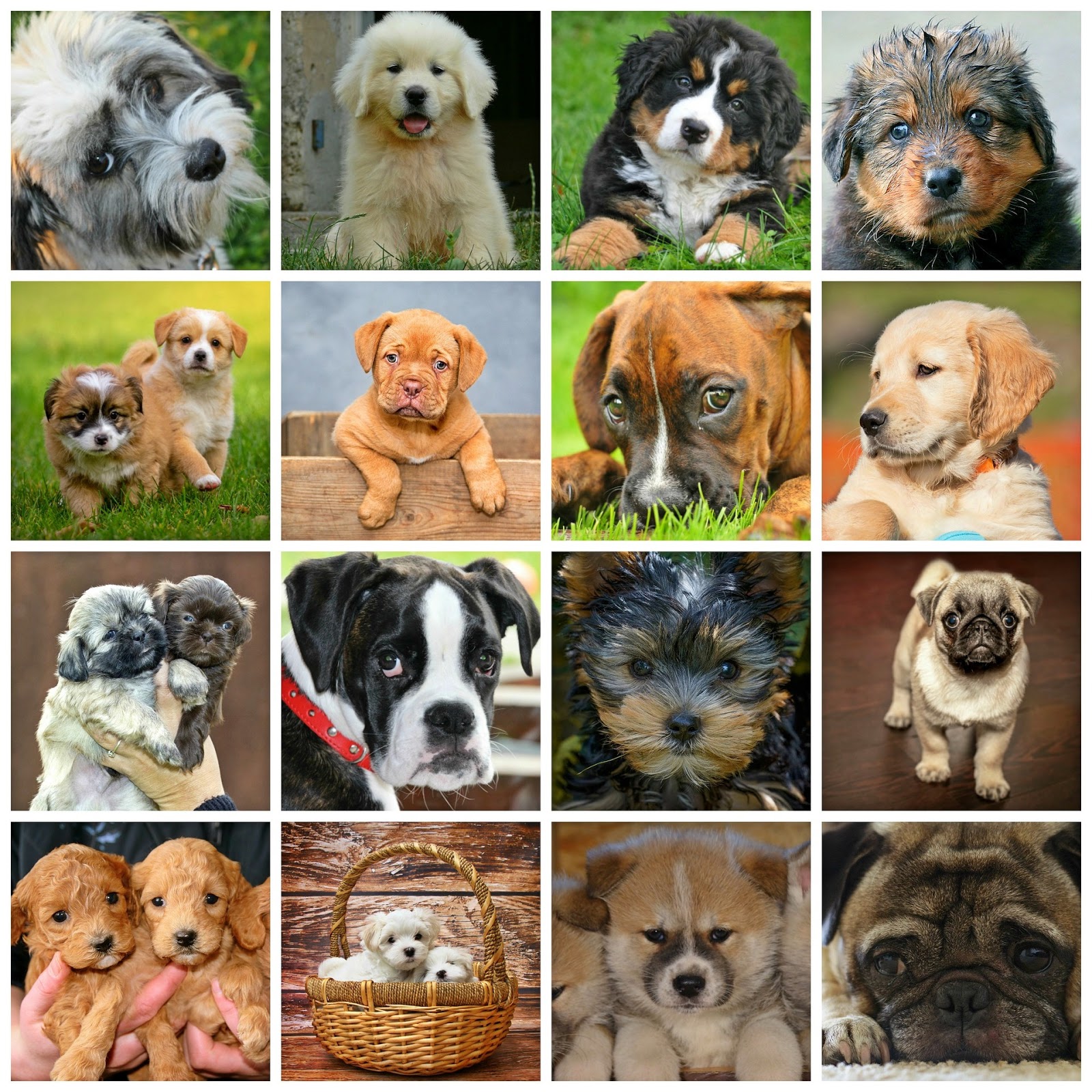 Veterinardienst Fur Bremen Und Bremerhaven Warnt Vor Welpenhandel Bremerhaven News