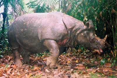java rhinoceros
