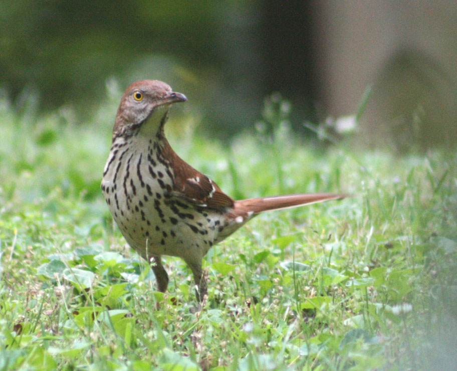 Vickie Henderson Art: Brown Thrashers Nesting!