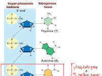 Nucleotide Diagram Nucleotide Diagram