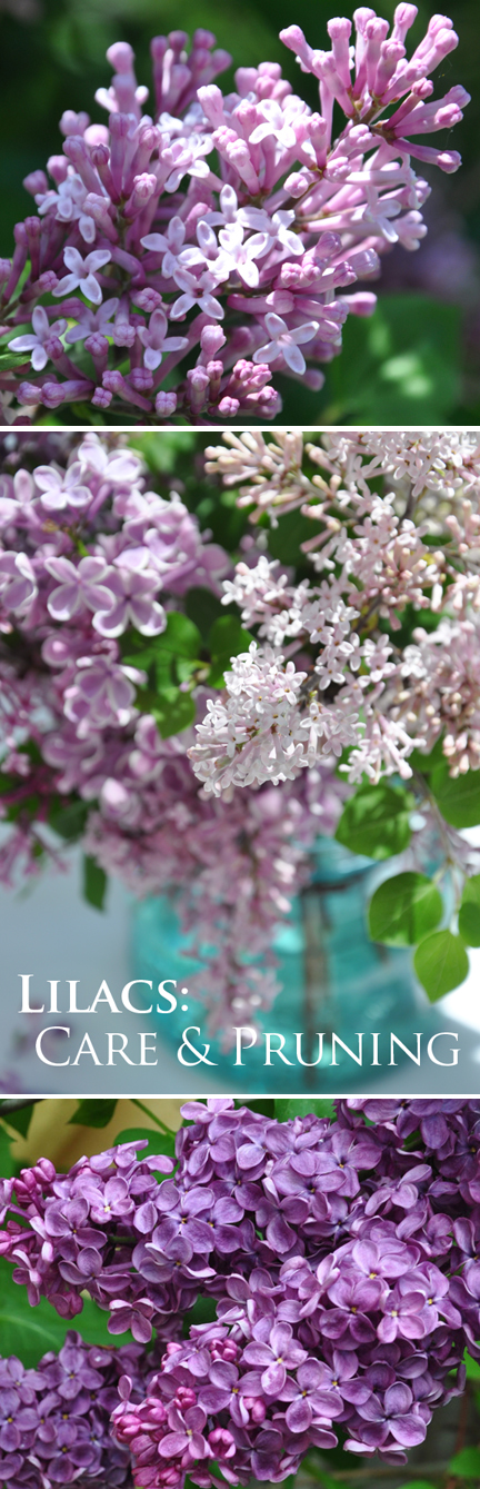 Three Dogs In A Garden Lilacs Planting Care And Pruning