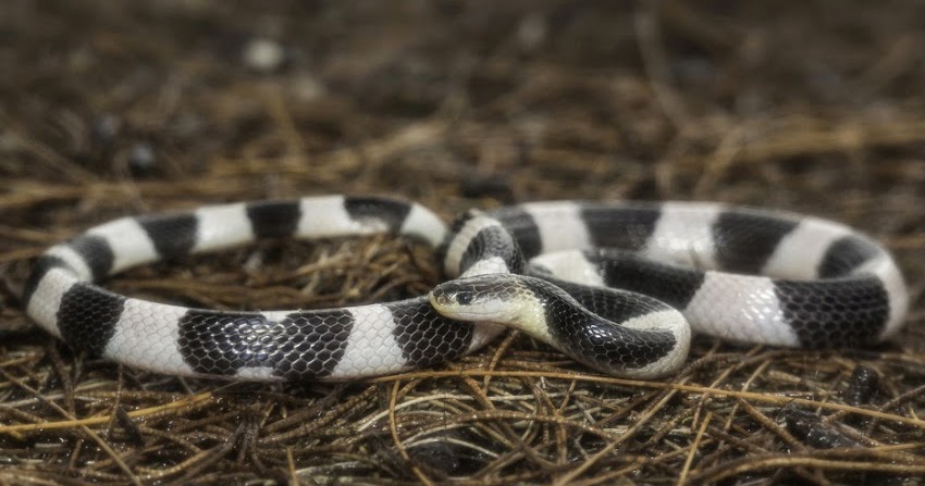 Adventurose | Because Life is an Adventure: Cara Membedakan Ular Weling