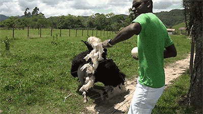 Funny animal gifs - part 91 (10 gifs), ostrich dancing with a guy