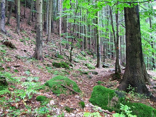 Leśne zbocze pod szczytem Příslopu.