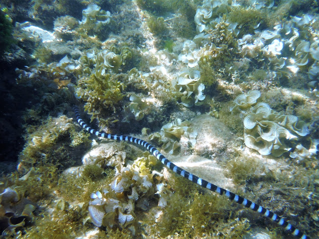 sea snake snorkeling apo island dumaguete philippines