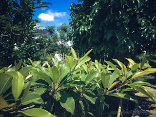 Fresh Green Leaves Of The Plants And Trees In The Garden Of The Park On A Sunny Day