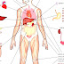 List Of Organs Of The Human Body - Organs Of The Human Body List