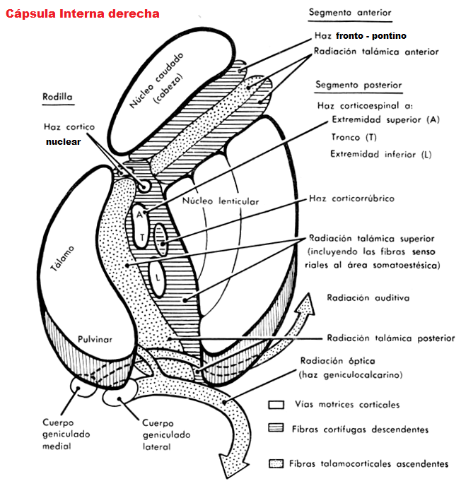 NeuroAnatomía Dr. William Ganem Láminas para el Examen Final 8 NeuroAnatomía Dr. William Ganem Láminas para el Examen Final 8