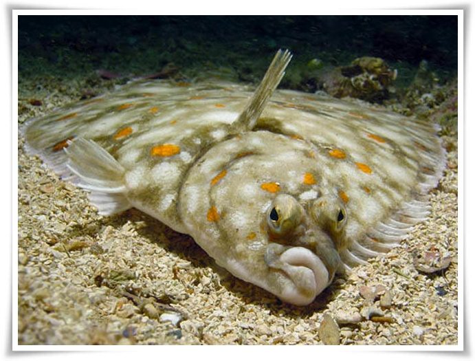 Animals Names Starting With F Animals Name A To Z