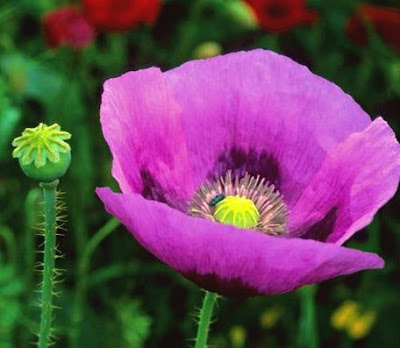 Adormidera, Papaver somniferum en Fichas de Plantas Medicinales