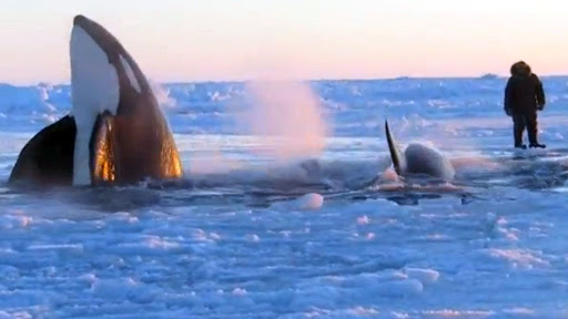 Ikan paus pembunuh terperangkap di bawah lapisan ais