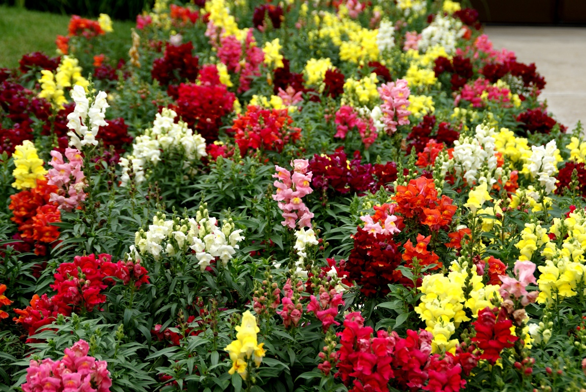 A photo, A thought............: Plant: Snapdragons......medley of colors...