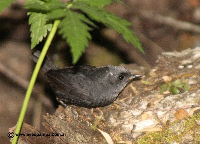 Andean Tapaculo