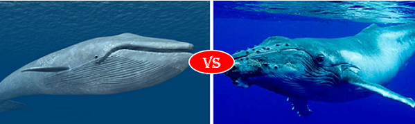Blue Whale Vs Humpback Whale